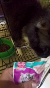 Whiskas Pouch 80gr Makanan Kucing Makanan Basah