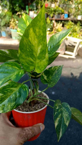 Epipremnum pinnatum Aurea is a highly sought-after tropical aroid featuring deep green foliage with striking yellow to neon-green variegation. [ Live plant in black polybag]