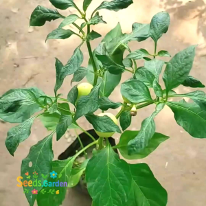 5 BUTIR BIJI/BENIH TANAMAN CABE GIANT WHITE HABANERO