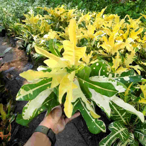 TANAMAN HIAS PURING TERANG BULAN / TANAMAN HIDUP