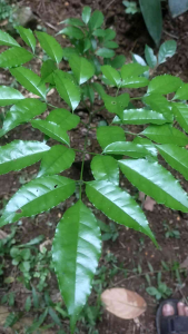 Kayu Padali Ki Padali Bibit Bahan untuk Baling-baling & Kolecer