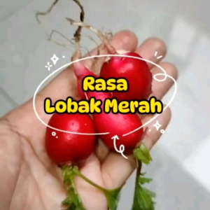 (KEMASAN PREMIUM) BIJI/BENIH LOBAK BULAT MERAH (isi -+500 butir)