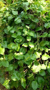 daun binahong obat berbagai macam penyakit