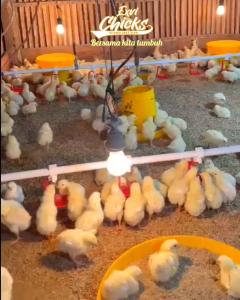 Exvi Chicks vitamin anak ayam yang (bersama kita tumbuh) 250 gram