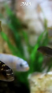 API MELAFIX NATURAL ANTI-BACTERIA 473ML