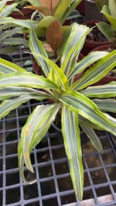 #ต้นวาสนาราชินีด่างสามสี หรือที่รู้จักกันในชื่อ "วาสนาสามสี" เป็นไม้มงคลที่ได้รับความนิยมในการปลูกเพื่อเสริมโชคลาภและความมั่งคั่ง. ต้นไม้ชนิดนี้มีลักษณะเด่นคือใบที่มีลวดลายสามสี ได้แก่ เขียว เหลือง และขาว. การดูแลรักษาก็ง่าย โดยต้องการแสงแดดรำไร รดน้ำพอปร