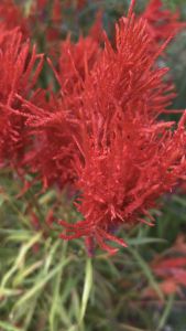 สร้อยไก่ ชุดล่ะ 100 เมล็ด