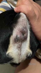 HEALING OIL FOR CATS & DOGS - Flea and tick spot treatment - Natural ingredients - Easy to apply - Suitable for pets - 100ml bottles