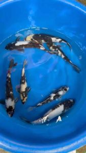 Japan Shiro Utsuri 30-35cm from Ogata Farm 688 per koi + shipping 50