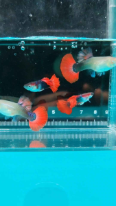 Gred A Guppy Vietnam Dumbo Koi/Red Rose/HB Blue Ribbon/HB Blue