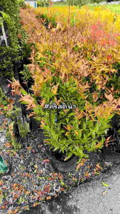 ต้นคริสติน่า สูง 80 ซม. ต้นทรงฟอร์ม คริสติน่า ไม้รั้ว