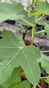 ต้นมะเดื่อฝรั่ง มาซุอิบี5 สายพันธุ์หวาน ผลใหญ่ เนื้อเยอะ ทนร้อน/masui b5 figs tree