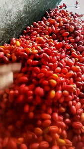 jual kulit melinjo fress | kulit tangkil melinjo per 1kg