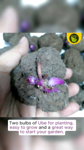Sale! 1 bulb of UBE seeds purple yam (may sibol na) binhi pantanim