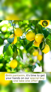Buy 1 Take 1 LEMON 20seeds citrus fruit binhi for planting