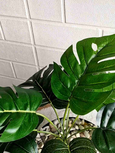 Tanaman Hias Keladi Plastik: Dekorasi Rumah Tumbuhan Hijau Murah