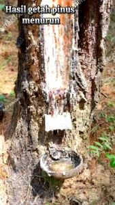 obat pohon pinus