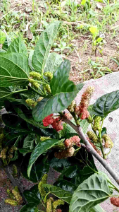 #หม่อนกินผล ต้นมัลเบอรี่ดำออสตุรกีสายพันธุ์แท้ชุด4ต้นไซส์20cm.