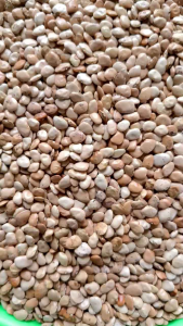 100 biji benih kacang roay / kratok berkualitas