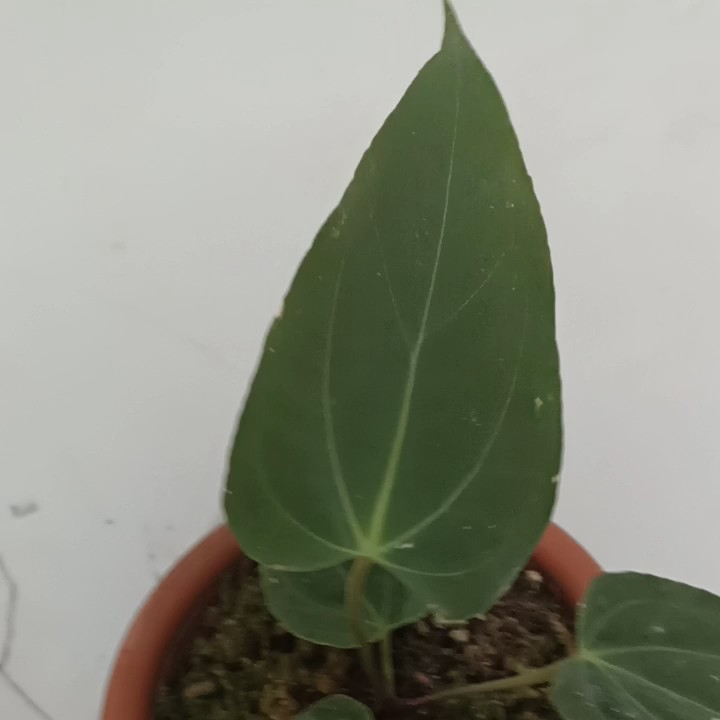 anthurium dark phoenix Anthurium 'Dark Phoenix' – Blattmanufaktur main image 0