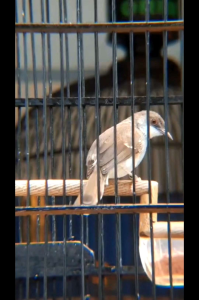 ciblek vit voice penggacor burung ciblek bahan dan macetan