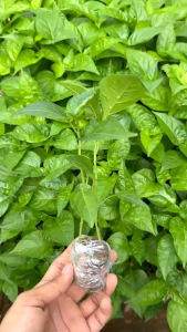 ( banyak pilihan ) bibit polybag cabe rawit hijau cengek siap tanam mudah untuk tumbuh