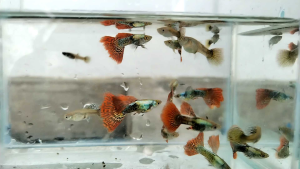 Guppy Red Dragon (Per Pair or Male Only)