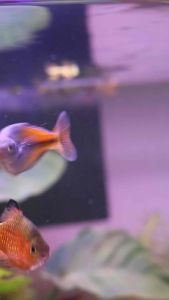 Lemonpeel fish