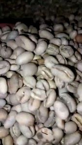 Biji Kopi Mentah/Green Bean(GB) Arabica Peaberry Aceh Gayo 500 Gram dan 1000 Gram