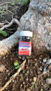 GALIAN MONTOK RAMUAN ASLI MADURA PEMBESAR & PENGENCANG PAYUDARA (100% BPOM)