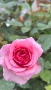 กุหลาบ-ทรีโรสลาฟ้อน Tree Rose Lafont  สีชมพู หอมแรง