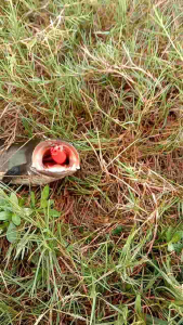 soft frog rasa jawes blade entog 4 cm yang lagi viral