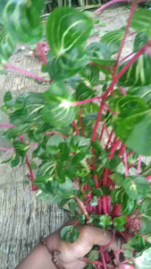 Benih Bayam Merah 3 Bibit Dekorasi Ornamen Taman indah Khas Ciamis