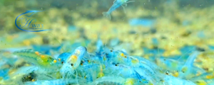 HWAs shrimp GH+ CONDITIONER LIQUID 250ml/500ml