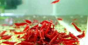 Hwas Shrimp-Comprehensive Shrimp Food 60g