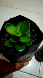 Taman Hias Dolar Mangkok Micro UK Mini