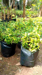 Bahan Bonsai Anting Putri Murah uk 25 cm Paket 10 Pohon Free 2 Pohon