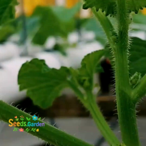 10 BUTIR BIJI/BENIH TANAMAN MELON JEPANG HIJAU