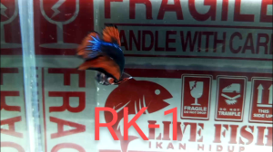 Betta Fish Male _RK-1