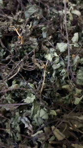 100 gram daun mint kering