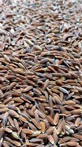250 gram padi ketan super pilihan