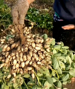 25 BUTIR BIJI/BENIH KACANG TANAH LURIK | KACANG TANAH BATIK