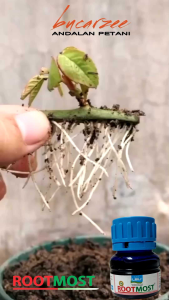 RootMost Hormon Pertumbuhan Akar Stek dan Benih. Lebih Efektif