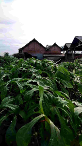 bibit singkong papua per paket panjang 20 cm aman pengiriman luar pulau