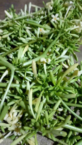 Hemat bunga pepaya gantung 250 gram