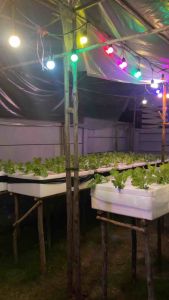 ชุดปลูกผักไฮโดรโปนิกส์ #มือโปร