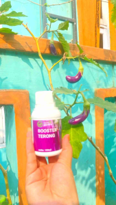booster cair buah TERONG 100 ml | pupuk organik cair melebatkan secara maksimal