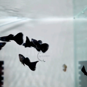 (Pair Available) Black Moscow Guppy Pure Strain Guppy Freshwater Fish