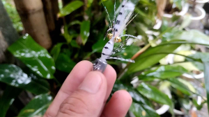 YOW 5g Fly Shrimp Tenkara Resined Body3pcs/setcompost of yellow orange and white colors lure/baitpang harvest/anti zero