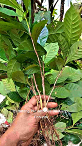 20 Batang Bibit kopi Robusta Unggul siap Tanam
